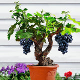 Egrow,Grape,Seeds,Organic,Outdoor,Sweet,Fruit,Succulent,Plants,Indoor,Bonsai