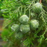 Egrow,Platycladus,Seeds,Platycladus,Orientalis,Garden,Decoration,Plant