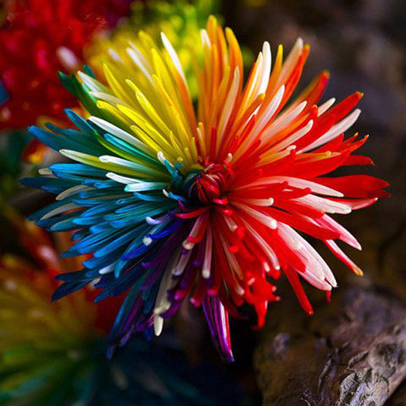 Egrow,20Pcs,Rainbow,Chrysanthemum,Flower,Seeds,Color,Garden,Bonsai,Dyeing,Plant