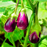 Egrow,Eggplant,Seeds,Eggplant,Bonsai,Outdoor,Vegetable,Plant,Garden