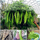 Egrow,Winged,Seeds,Asian,Psophocarpus,Tetragonolobus,Bonsai,Vegetable,Plants,Seeds