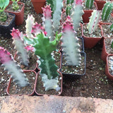 Egrow,Meaty,Euphorbia,Seeds,Succulent,Bonsai,Flower,Garden,Plant