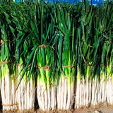 Egrow,Green,Scallion,Seeds,Season,Vegetable,Seeds,Special,Vegetable,Seeds