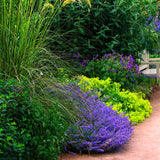 Egrow,Lavender,Seeds,Purple,Flowers,Indoor,Table,Decorations,Lavender,Plants