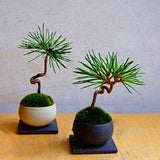 Egrow,Seeds,Black,Bonsai,Courtyard,Garden,Bonsai,Plants,Garden