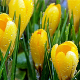 Egrow,Tulip,Seeds,Bonsai,Flower,Seeds,Tulips,Potted,Perennial,Bonsai,Plants,Seeds