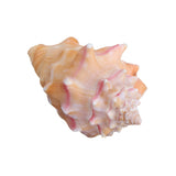 Shell,Conch,Natural,Coral,Ocean,Beach,Ornament,Craft,Decor