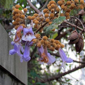 Egrow,Paulownia,Seeds,Paulownia,Paulownia,Fortunei,Garden,Decoration