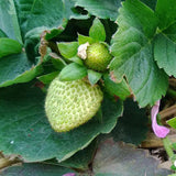 500Pcs,Green,Strawberry,Seeds,Garden,Fruit,Seeds,Heirloom,Super,Strawberry,Garden,Seeds
