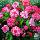 100Pcs,Begonia,Flower,Seeds,Magic,Garden,Bonsai,Flower,Seeds