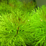 Egrow,Aquarium,Plants,Seeds,Artificial,Aquarium,Plant,Decoration,Submersible