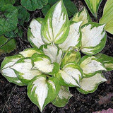 Egrow,100Pcs,Hosta,Plants,Seeds,Garden,Perennial,Green,Plants,Plantain,Flower,Seeds,Mixed,Color