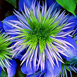 Egrow,Clematis,Plants,Flower,Seeds,Clematis,Vines,Bonsai,Flower,Perennial,Flowers,Climbing,Clematis,Plants