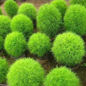 Egrow,Round,Cypress,Seeds,Summer,Cypress,Bonsai,Purify,Bonsai,Plant,Garden,Decoration