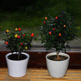 Egrow,Pepper,Seeds,Chilli,Pepper,Capsicum,Vegetable,Bonsai,Plants,Garden,Plantas