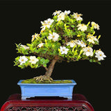 Egrow,Gardenia,Seeds,Garden,Potted,Bonsai,Amazing,Smell,Beautiful,Flowers,Plant