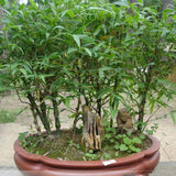 Egrow,Chinese,Bamboo,Seeds,Phyllostachys,Heterocycla,Courtyard,Bamboo,Garden,Plant