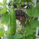 Egrow,Bottle,Gourd,Seeds,Funny,Vegetable,Gourd,Spoon,Seeds