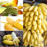 Egrow,Dwarf,Banana,Seeds,Bonsai,Tropical,Fruit,Seeds,Balcony,Flower,Plants