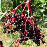 Egrow,Elderberry,Seeds,Green,Polygonum,Japonicum,Garden,Decoration