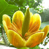 Egrow,Magnoliaceae,Flower,Seeds,Ornamental,Plant,Liriodendron,Chinense,Bonsai,Seeds