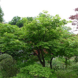 Egrow,Green,Maple,Seeds,Green,Maple,Semente,Plant,Palmatum,Chinese,Maple