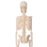 Detachable,Human,Skeleton,Model,Removable,Metal,Stand,Anatomical,Medical,Model