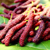 Egrow,Mulberry,Seeds,Mulberry,Bonsai,Mulberry,Pakistan,Fruit,Bonsai,Large,Super,Sweet,Garden