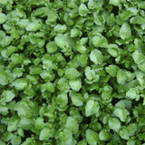 Egrow,Watercress,Seeds,Salad,Greens,Culinary,Medicinal,Seeds,Garden,Planting