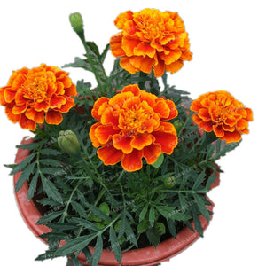 Egrow,African,Marigold,Flower,Flores,Seeds,Garden,Flowers,Branch,Wreath