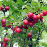 Egrow,Cherry,Seeds,Rosaceae,Cherry,Shrub,Prunus,Cerasifera,Bonsai,Ornamental,Plants