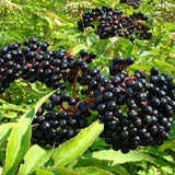 Egrow,Elderberry,Seeds,Green,Polygonum,Japonicum,Garden,Decoration