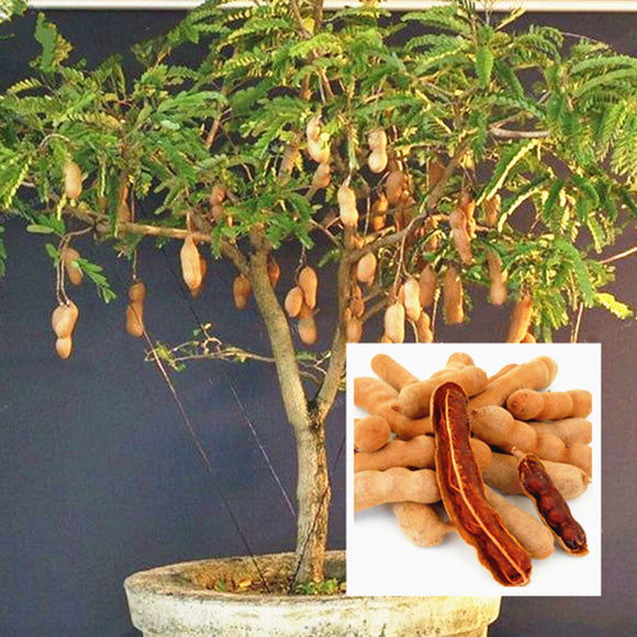 Egrow,Tamarind,Seeds,Fruit,Vegetable,Bonsai,Garden,Decoration,Plants