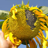 Egrow,Giant,Sunflower,Seeds,Garden,Planting,Ornamental,Plants