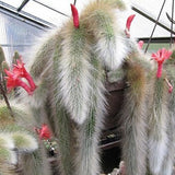 Egrow,Succulent,Plant,Seeds,Limited,Sementes,Cactus,Hildewintera,Colademononis,Plants