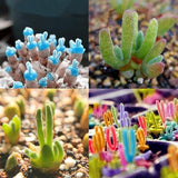 Monilaria,Obconica,Rabbit,Shape,Seeds,Bonsai,Succulent,Plants,Seeds,Fleshy,Bunny