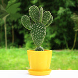 Egrow,Opuntia,Microdasys,Seeds,Bonsai,Succulent,Plants,Green,Radiation,Protection,Cactus