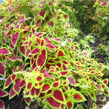 Egrow,Colorful,Janpanse,Coleus,Seeds,Garden,Foliage,Plants,Flowers,Bonsai