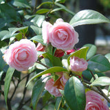 Egrow,Camellia,Flowers,Seeds,Potted,Plants,Garden,Decorations,Flower,Seeds