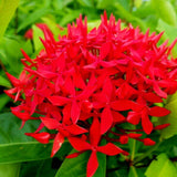 Egrow,Ixora,Coccinea,Seeds,Mixed,Yellow,Orange,Dwarf,Chinese,Ixora,Flowers,Seeds,Garden,Nursery