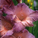 Egrow,Gladiolus,Flower,Seeds,Sword,Flowers,Courtyard,Garden,Potted,Plant