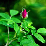 Egrow,Thorn,Seeds,Thorn,Rugosa,Semente,Plant,Flower,Seeds