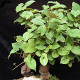 Egrow,Polygonum,Multiflorum,Seeds,Polygonum,Multiflorum,Semente,Plant