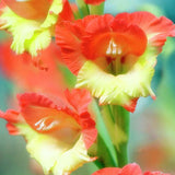 Egrow,Gladiolus,Flower,Seeds,Sword,Flowers,Courtyard,Garden,Potted,Plant