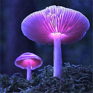 Egrow,Colorful,Mushroom,Seeds,Ornamental,Plants,Garden,Planting