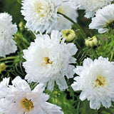 Egrow,Chrysanthemum,Seeds,Double,Cosmos,Perennial,Flower,Seeds,Bonsai,Plants