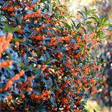 Egrow,Sweet,Scented,Osmanthus,Seeds,Sweet,Scented,Osmanthus