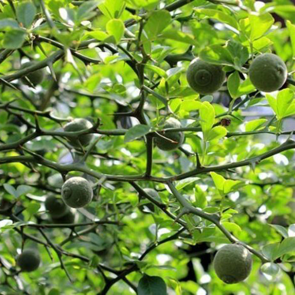 Egrow,Green,Tangerine,Seeds,Trifoliate,Green,Mandarin,Orange,Bonsai,Fruit,Garden,Plant