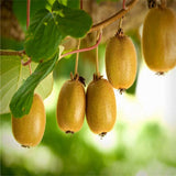 Egrow,100PCS,Thailand,Fruit,Seeds,Flowers,Garden,Edible,Delicious,Bonsai,Fruit,Planting