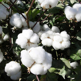 Egrow,White,Cotton,Seeds,Garden,Crops,Plants,Bonsai,Seeds